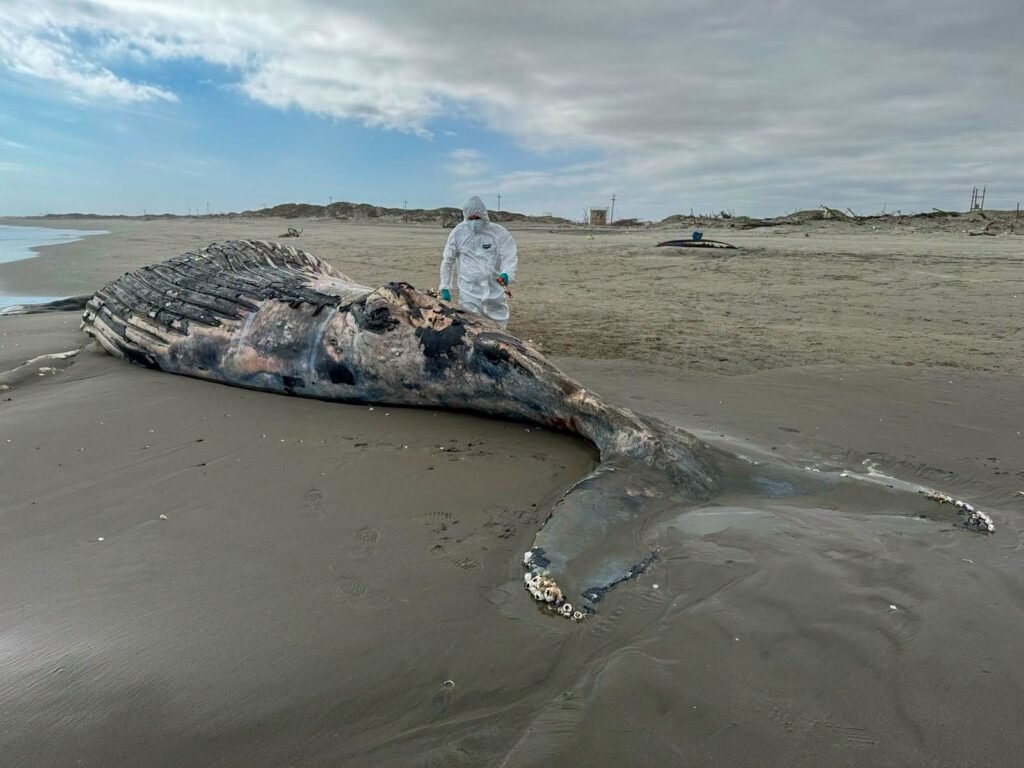 Ballena jorobada de 10 metros fue hallada varada en playa Colán