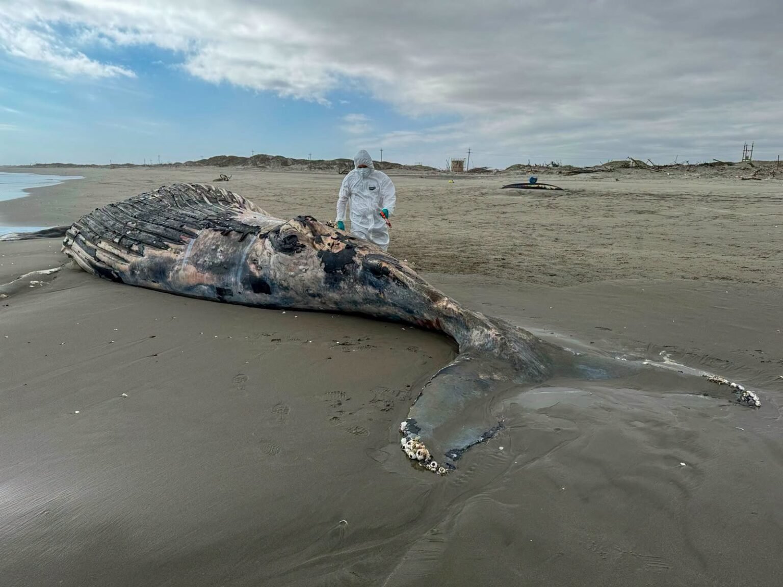Ballena jorobada de 10 metros fue hallada varada en playa Colán