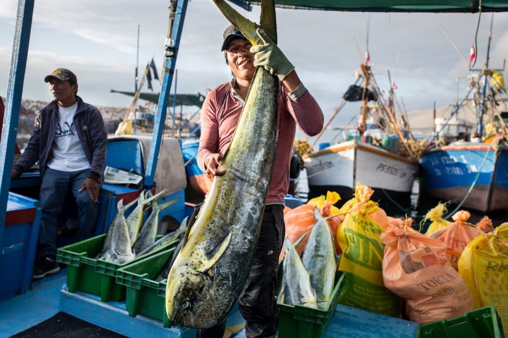 Pesca del perico se inicia excepcionalmente el 1 de septiembre para monitorear la respuesta del recurso a las condiciones El Niño