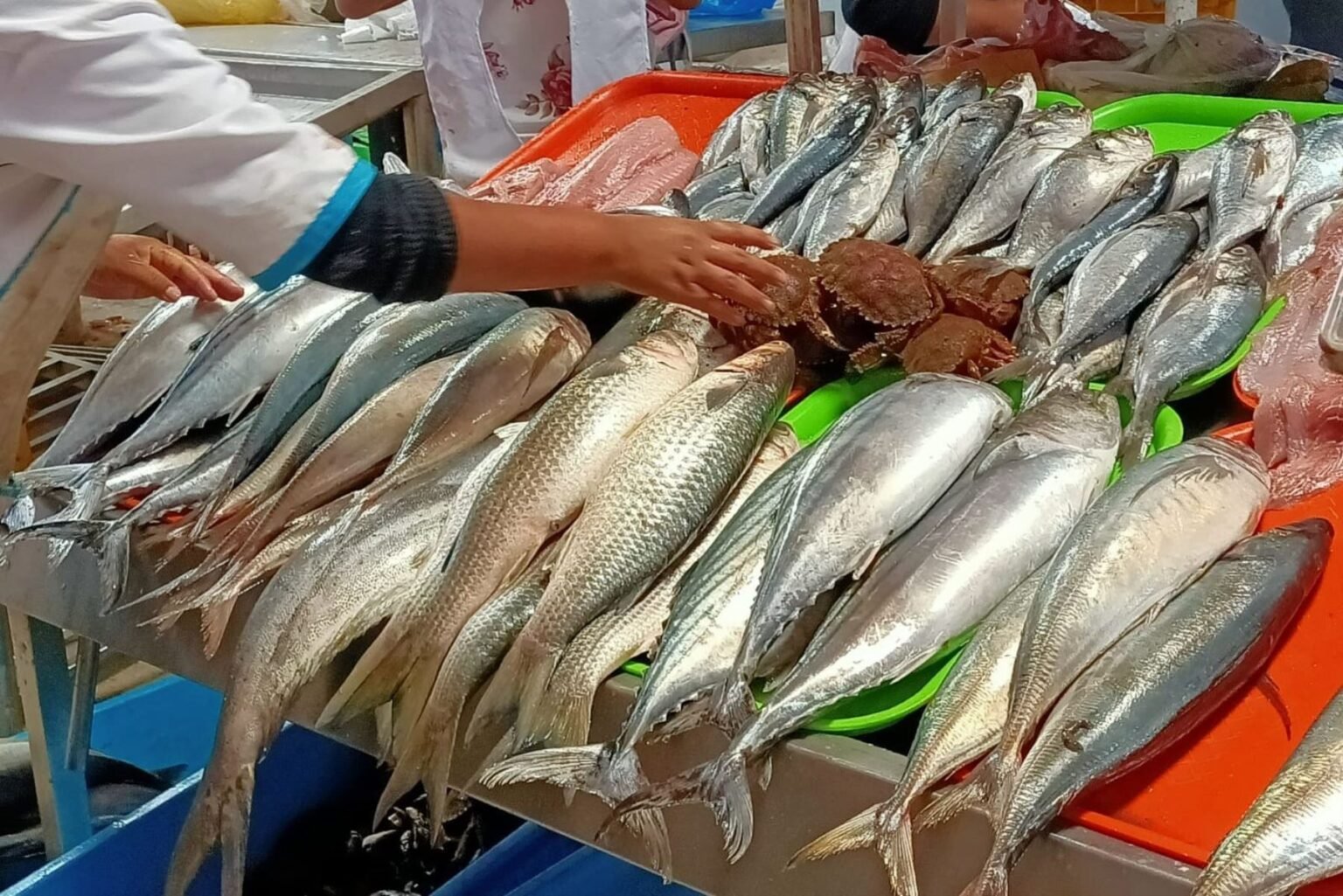 Precio del pescado aumenta en Piura por menor disponibilidad de especies