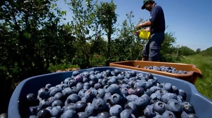 Perú proyecta exportar 404 mil toneladas de arándanos pese al impacto de El Niño