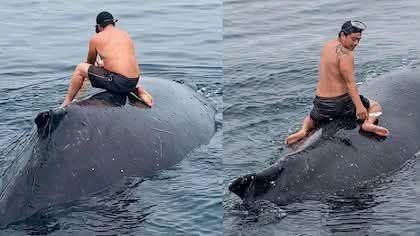 Pescador peruano rescata a una ballena atrapada en una red y logra devolverla al mar