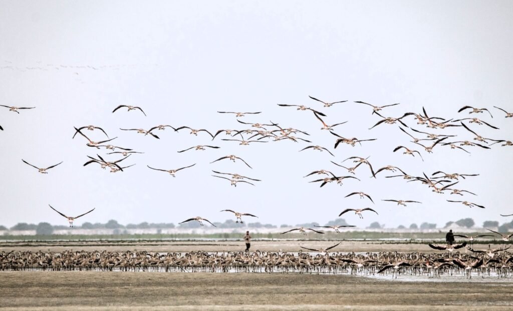 Serfor refuerza vigilancia de flamencos en Sechura tras reproducción de 4 800 ejemplares