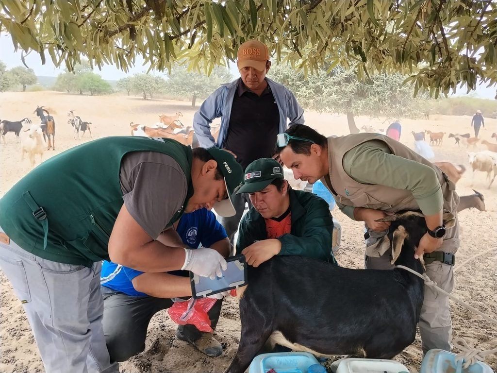 Inseminan 25 cabras para mejorar la genética del ganado en Locuto