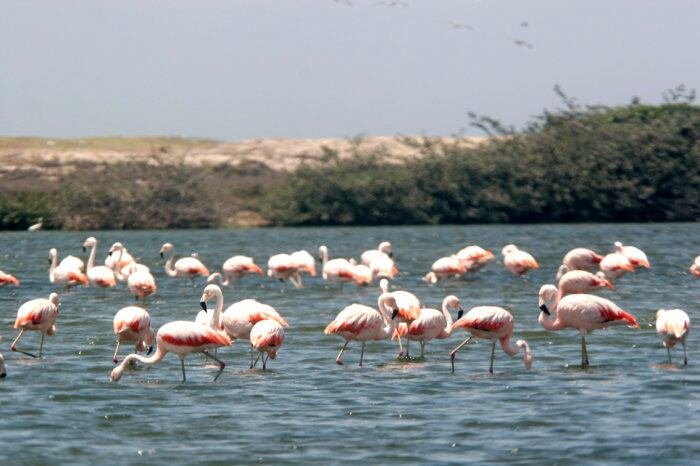 Cerca de 4,800 flamencos chilenos completaron su reproducción en humedales de Sechura