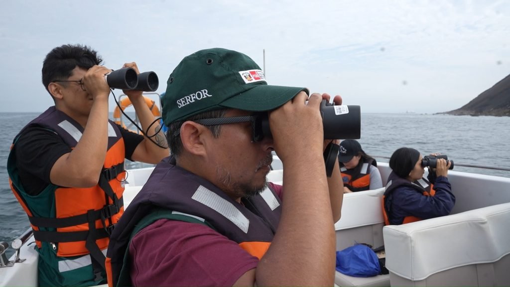 Serfor aprueba criterios para avistamiento responsable de la fauna silvestre marina