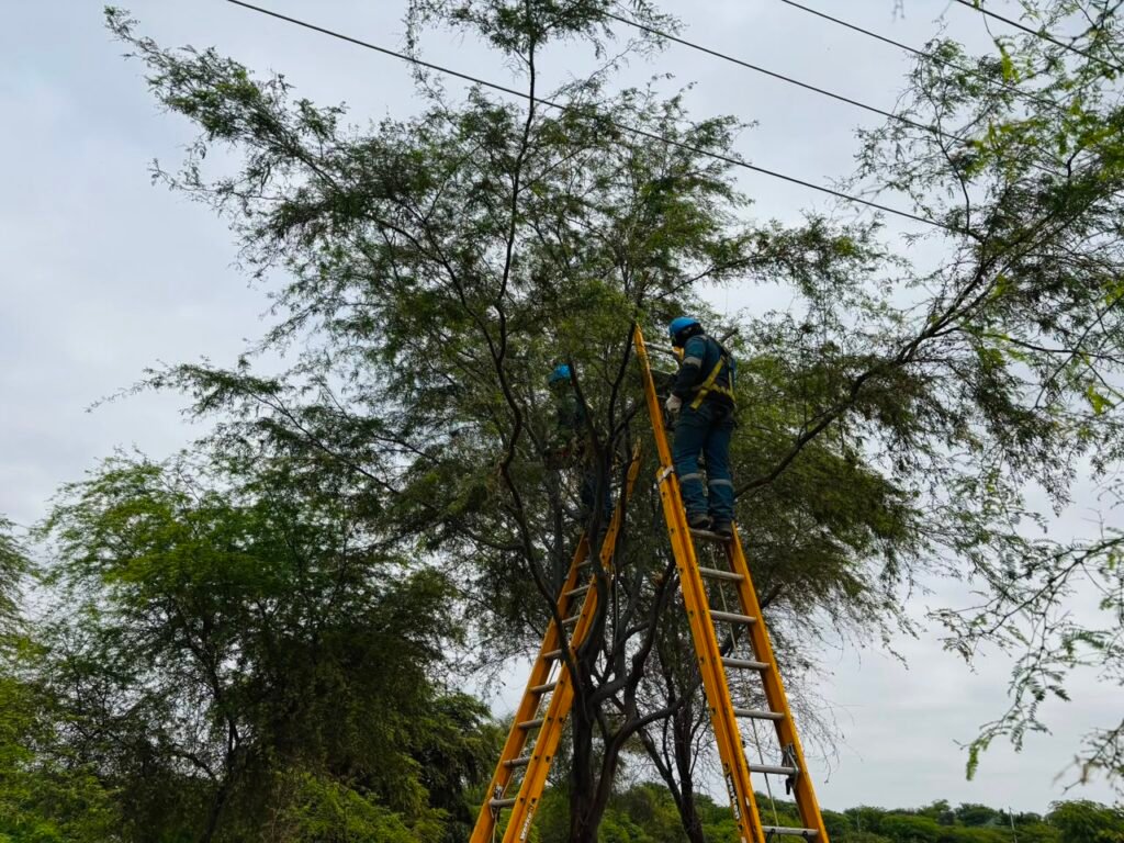 ENOSA ejecuta más de 21 mil podas de árboles para reducir riesgos eléctricos en Piura y Tumbes
