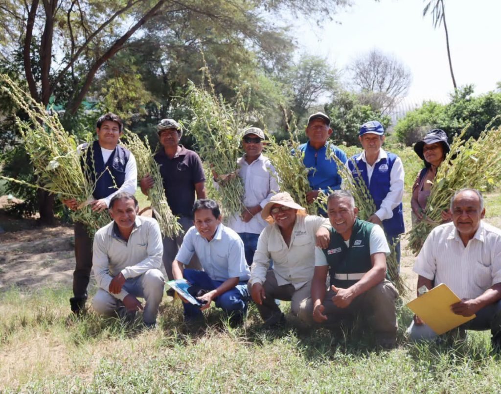 Agricultores de Sechura apuestan por el ajonjolí para diversificar sus cultivos