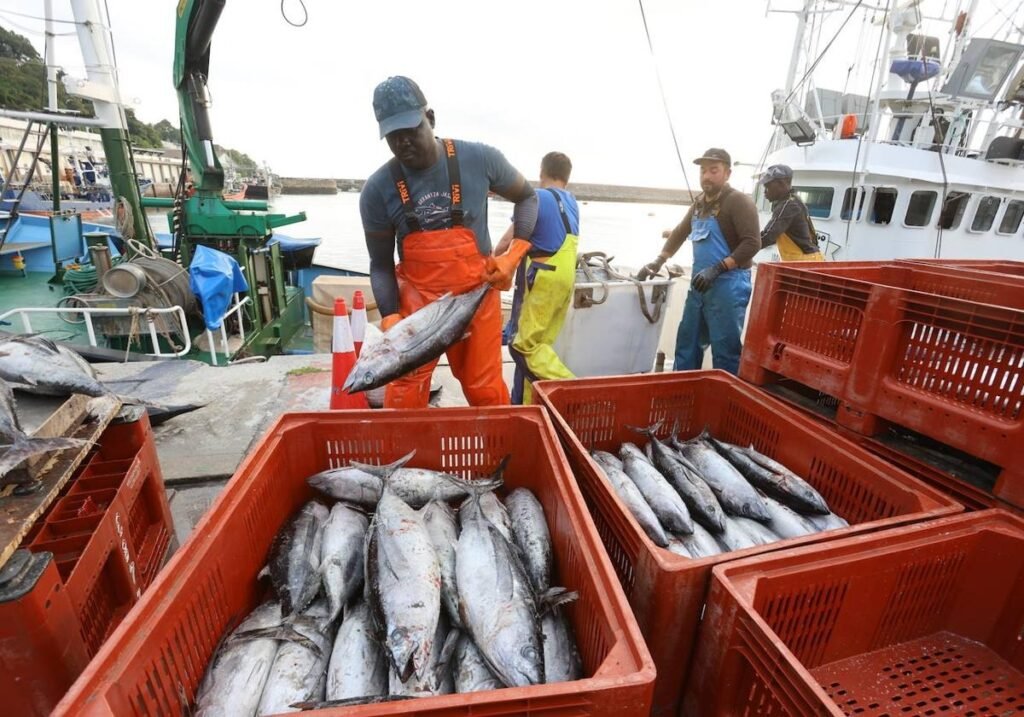 PRODUCE plantea veda del bonito desde noviembre y pesca exploratoria de hasta 6 000 toneladas