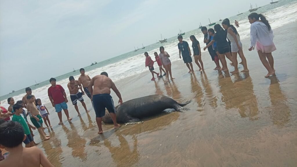 Sechura: Lobo marino quedó varado en la playa de Chulliyache