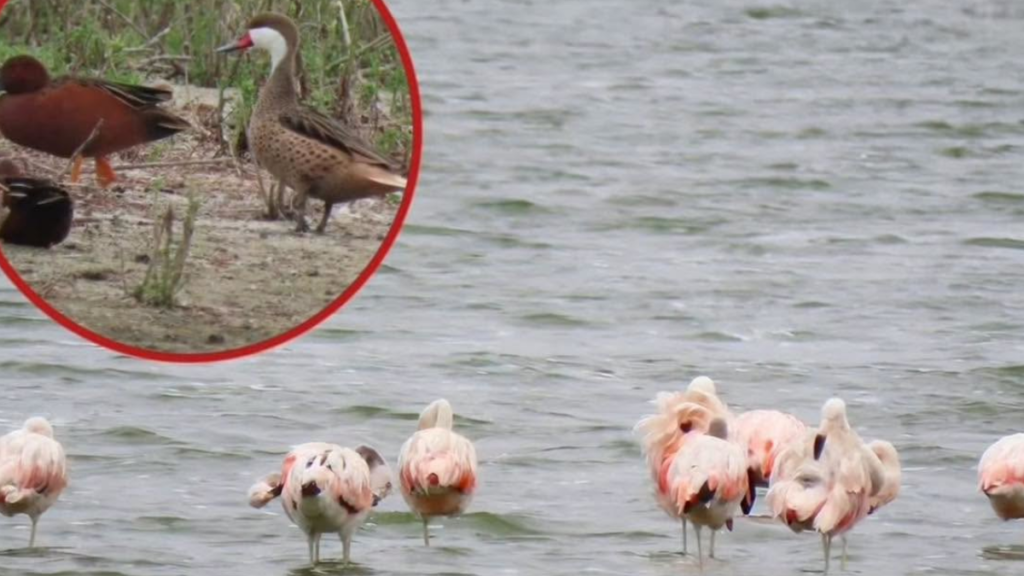 SERFOR registra flamencos, gaviotas y garzas en lagunas de Sechura